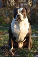 /album/fotogalerie-pearl/jimmisek-jpg/