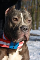 /album/fotogalerie-pearl/piggy3-jpg/