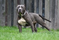 /album/fotogalerie-pearl/piigy2-jpg/