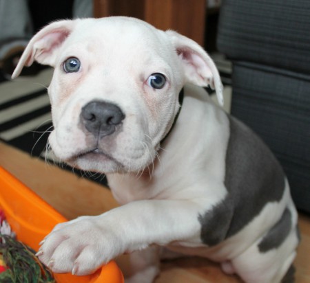 první týden v novém domově