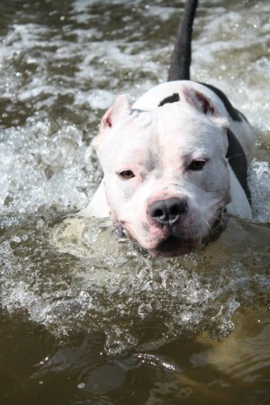 velké vlny proti proudu v řece