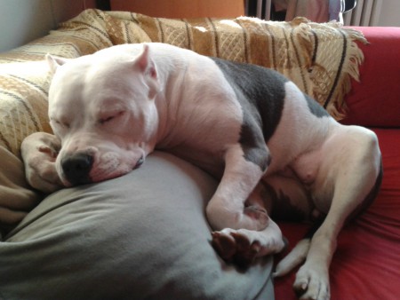 unavená po své první výstavě