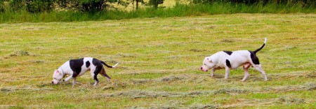 starší bráška Loki (z jiného vrhu)